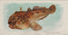Poisson-crapaud - Allen Ginter — widok dzieła