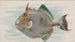 Poisson-coffre - Allen Ginter — widok dzieła