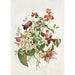 Clematis - Alois Lunzer — widok dzieła