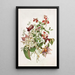 Clematis - Alois Lunzer — oprawiony obraz na ścianie