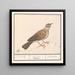 Alouette Alaudidae - Anselmus Botius de Boodt — oprawiony obraz na ścianie