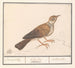 Alouette Alaudidae - Anselmus Botius de Boodt — widok dzieła