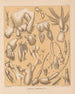 La faune des grottes d'Amérique du Nord Pl 02 - Alpheus Spring Packard — widok dzieła