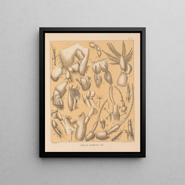 La faune des grottes d'Amérique du Nord Pl 02 - Alpheus Spring Packard — oprawiony obraz na ścianie