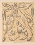 La faune des grottes d'Amérique du Nord Pl 04 - Alpheus Spring Packard — widok dzieła