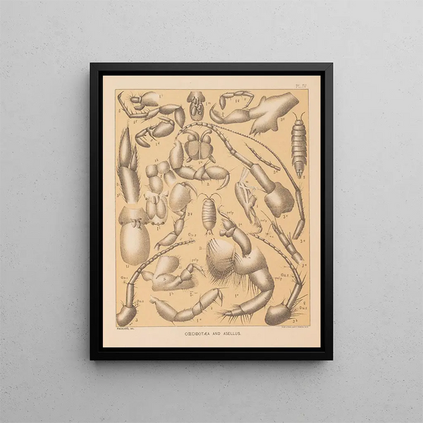 La faune des grottes d'Amérique du Nord Pl 04 - Alpheus Spring Packard — oprawiony obraz na ścianie