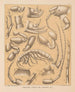 La faune des grottes d'Amérique du Nord Pl 05 - Alpheus Spring Packard — widok dzieła