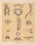 La faune des grottes d'Amérique du Nord Pl 08 - Alpheus Spring Packard — widok dzieła