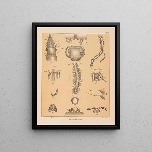La faune des grottes d'Amérique du Nord Pl 08 - Alpheus Spring Packard — oprawiony obraz na ścianie