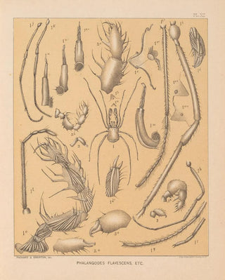 Alpheus Spring Packard - The cave fauna of North America Pl 12.webp