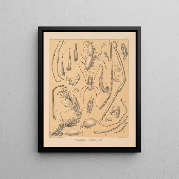 La faune des grottes d'Amérique du Nord Pl 12 - Alpheus Spring Packard — oprawiony obraz na ścianie