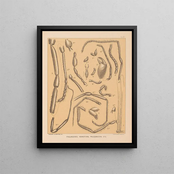 Alpheus Spring Packard - The cave fauna of North America Pl 14.webp