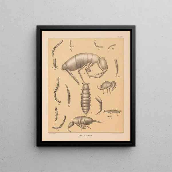 La faune des grottes d'Amérique du Nord Pl 16 - Alpheus Spring Packard — oprawiony obraz na ścianie