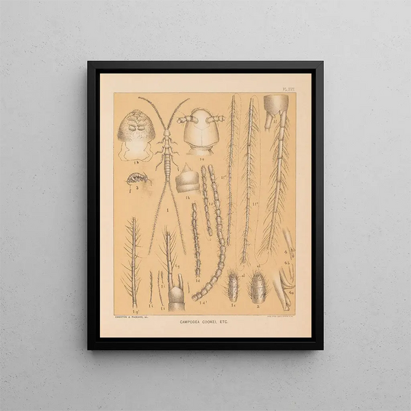 La faune des grottes d'Amérique du Nord Pl 17 - Alpheus Spring Packard — oprawiony obraz na ścianie