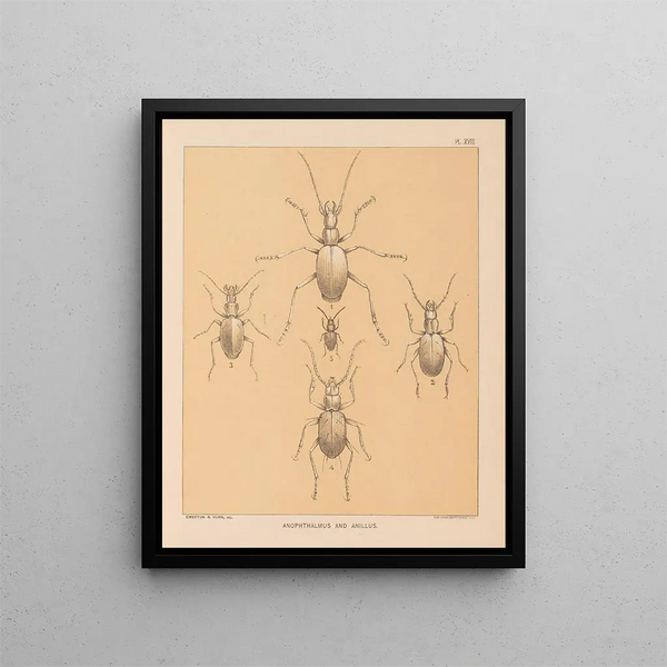 La faune des grottes d'Amérique du Nord Pl 18 - Alpheus Spring Packard — oprawiony obraz na ścianie