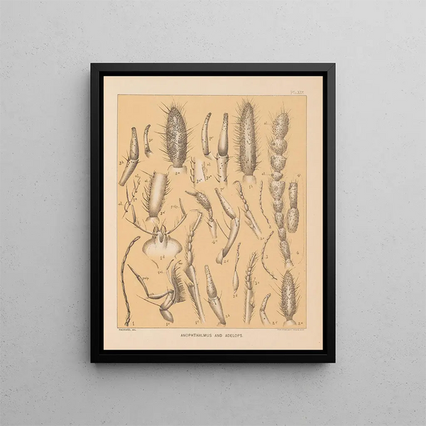 La faune des grottes d'Amérique du Nord Pl 19 - Alpheus Spring Packard — oprawiony obraz na ścianie