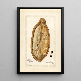 Amanda Almira Newton - Adansonia digitata.webp