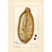 Reprodukcja obrazu Adansonia digitata - Amanda Almira Newton