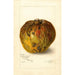 Annona reticulata - Amanda Almira Newton — widok dzieła