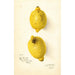 Citrus aurantiifolia - Amanda Almira Newton — widok dzieła