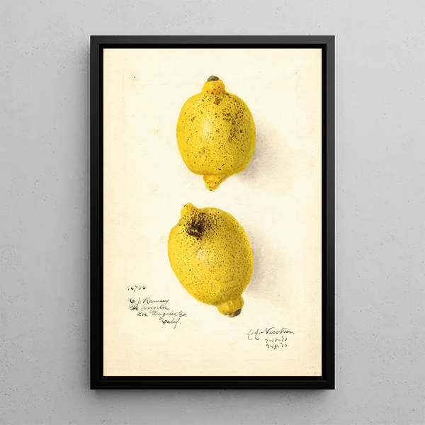 Citrus aurantiifolia - Amanda Almira Newton — oprawiony obraz na ścianie