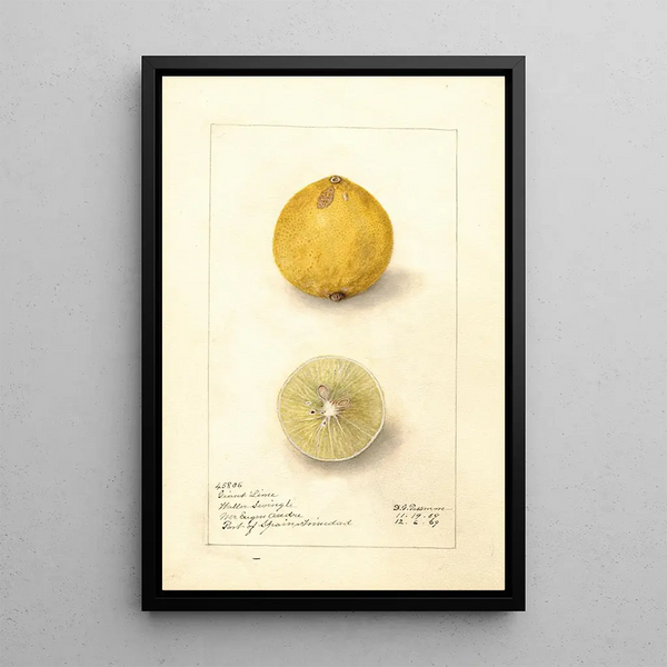 Citrus aurantiifolia Giant - Amanda Almira Newton — oprawiony obraz na ścianie