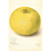 Reprodukcja obrazu Citrus grandis 11668 Large - Amanda Almira Newton