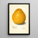 Reprodukcja obrazu Citrus grandis Chinese - Amanda Almira Newton