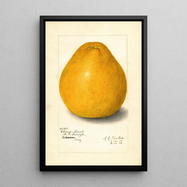 Reprodukcja obrazu Citrus grandis Chinese - Amanda Almira Newton