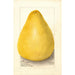 Citrus grandis Chinese Shaddock - Amanda Almira Newton — widok dzieła