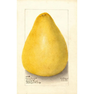 Amanda Almira Newton - Citrus grandis Chinese Shaddock.webp