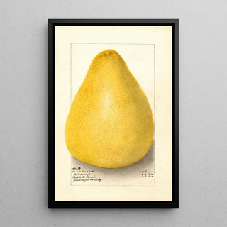 Amanda Almira Newton - Citrus grandis Chinese Shaddock.webp