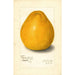 Reprodukcja obrazu Citrus grandis Chinese - Amanda Almira Newton