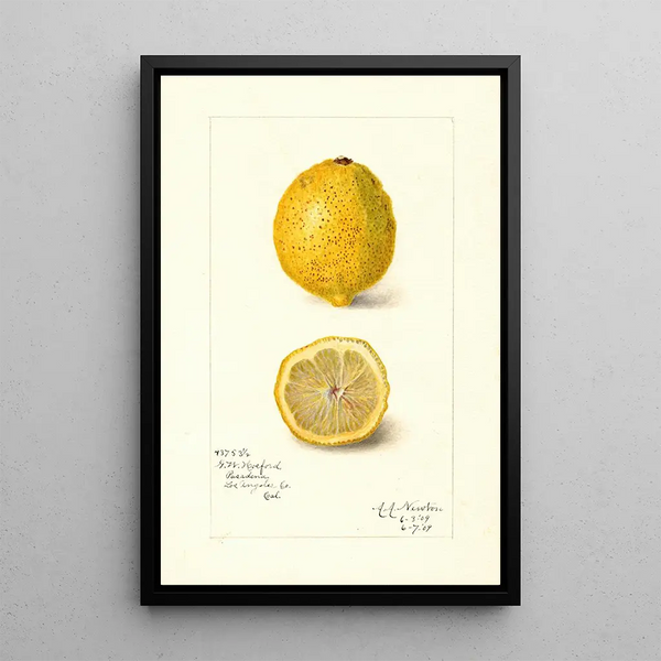 Reprodukcja obrazu Citrus limon - Amanda Almira Newton