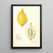 Reprodukcja obrazu Citrus limon Etrog - Amanda Almira Newton