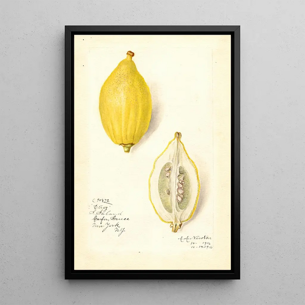 Reprodukcja obrazu Citrus limon Etrog - Amanda Almira Newton