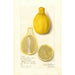 Citrus limon Lisbon - Amanda Almira Newton — widok dzieła