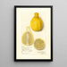 Citrus limon Lisbon - Amanda Almira Newton — oprawiony obraz na ścianie