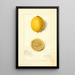Reprodukcja obrazu Citrus limon Villa France - Amanda Almira Newton