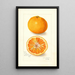 Reprodukcja obrazu Citrus nobilis King - Amanda Almira Newton