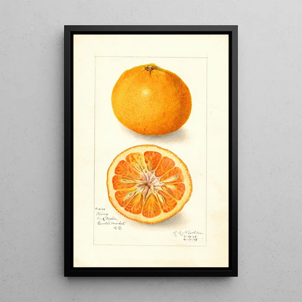 Reprodukcja obrazu Citrus nobilis King - Amanda Almira Newton