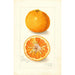 Reprodukcja obrazu Citrus nobilis King - Amanda Almira Newton