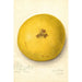 Citrus paradisi - Amanda Almira Newton — widok dzieła