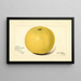Citrus paradisi Davis Seedless - Amanda Almira Newton — oprawiony obraz na ścianie