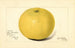 Citrus paradisi Davis Seedless - Amanda Almira Newton — widok dzieła