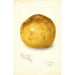 Reprodukcja obrazu Citrus paradisi Florida Late - Amanda Almira Newton