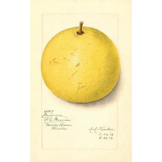 Amanda Almira Newton - Citrus paradisi Inman.webp