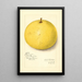 Citrus paradisi Inman - Amanda Almira Newton — oprawiony obraz na ścianie