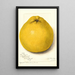 Reprodukcja obrazu Citrus paradisi Marsh Seedless - Amanda Almira Newton