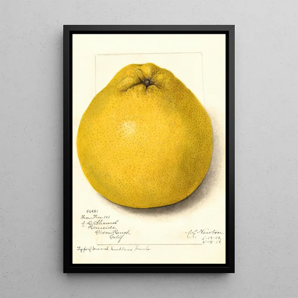Reprodukcja obrazu Citrus paradisi Marsh Seedless - Amanda Almira Newton